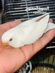  6 جوز روز البينو بيور ابيض صافي حاليا تحتو فرخ 3 بيضات
