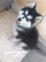  1 للبيع كلبه  هاسكي انثى بيور عضم عريض عمر شهرين لعوبه السعر قابل للتفاوض