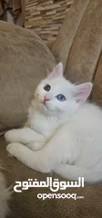  7 قطط عمر شهرين للبيع شيرازي