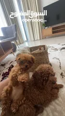  5 Pure red female teacup poodle