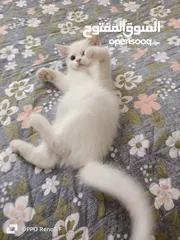  2 قط سكوتش للبيع
