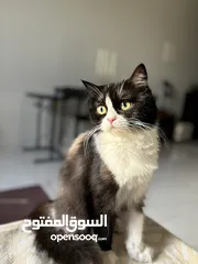  1 قطة للتبني cat for adoption