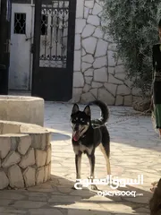  1 الكلاب الهاسكي مدرب