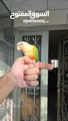  3 ببغاء جرين شيك انناس اليف مدرب طيران حر