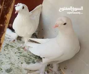  14 حمام للبيع