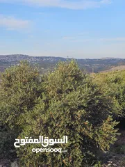  19 شركة عقارات اطلالة على البحر