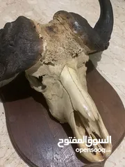  2 African buffalo skull راس جاموس افريقي