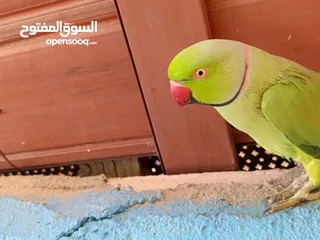  3 فحل دره اليف ومطوق ذكر بداية كلام لعبه  عجلون