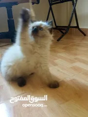  1 قط همالاي  للبيع مع اغراضو