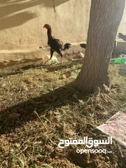  5 جاج باكستاني للبيع صحه ونضافه وبيض