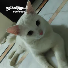  2 تم العثور على قط مفقود يرجى من المالك التواصل lost cat found