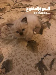  2 قطط سكوتش همالايا إناث