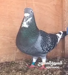  6 زاجل سباق أجواز منتجة وطبات جاهزة أبطال الابطالTob طيور نخبة تصليح وفوز من هواه أبطال المملكة للزاجل