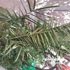  1 شجرة نخيل وعدد من أشتال صبار الألوفيرا خريبة السوق الجويدة الكيبو