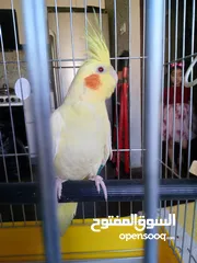  3 كوكتيل لاتينو عين حمرا للبيع او البدل على درة الرجاء قراءة الوصف