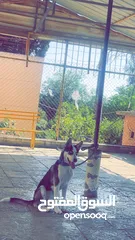  2 كلب هسكي عمر 6 أشهر مطعم و مع دفتر تطعيم
