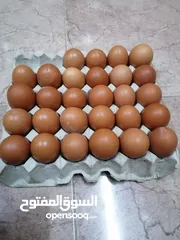  1 بيض دجاج الوهمان الاماني مخصب