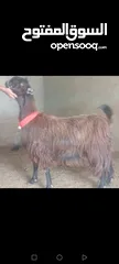  6 بسم الله الرحمن الرحيم معز مقنوي مكفول ظحيه او مقنوي سن حبات وقطعه وشكل مشاء الله