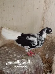  1 مطبعات سود وهنديات