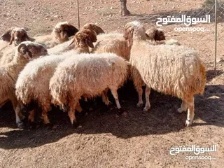  3 الزرقاء الهاشمية