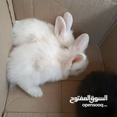  21 أرانب نوع تيدي بير لطيفة جدا