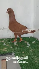  2 حمام كش ثلاث فحول طيور حمام