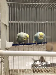  3 كوبية بغالينو