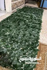  3 رول ورق شجر اخضر كثيف