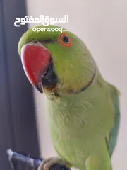  10 ببغاء درارة هندي ذكر كوكو عمر سنتين مطوق اليف جدا ما بعض نهائي لعوب بحب الاطفال