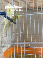  2 جوز طير حب جاهزين للتزاوج والانثي نادر مع القفص والاكل