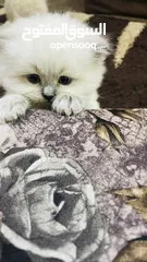  1 Kitten sherazi