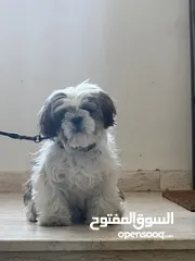  1 كلب شيتزو عمر 7-8 اشهر