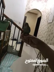  3 ببغاء روز للبيع