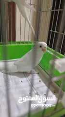  3 طيور حب البينو عين حمرا للبيع التواصل خاص الله يبارك لا صاحب النصيب...............................