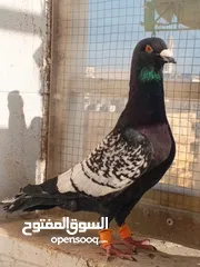  26 حمام برامليات و قرنفلي و امازوني و قفص