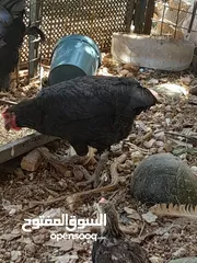  4 جاج محلق جامبو اسود سك فرختين وديك..        .......
