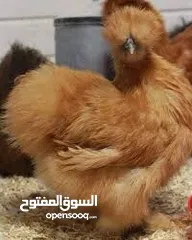  2 دجاج سلكي احمر و بقري