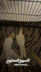  3 بسم الله ماشاءالله جوزين جوز حبشي الطيره أليفه جدا الفحل بدو شويت متابعه الجوز شغالات ومكفولات ج