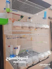  1 قفص عصافير كنار مطير