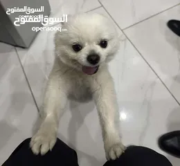  3 Ice White Pomeranian from Korea