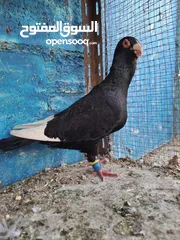  1 جوز مساويد