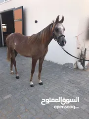  1 مهر  عربي جمال