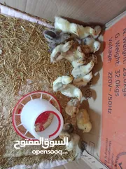  2 افراخ دجاج عرب