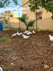  1 حمام فرنسي نخب