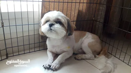  2 Shih tzu male puppy