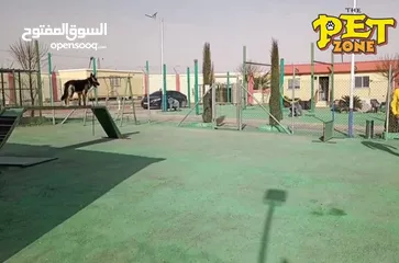  7 حمم كلبك بهالصيف