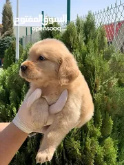  5 جولدن ريتريفر Golden retriever