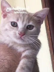  2 Scottish fold and Scottish streat