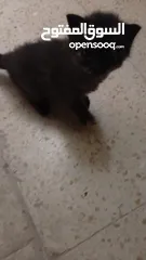  4 قطط لتبني طبربور