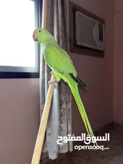  1 1 years parrot